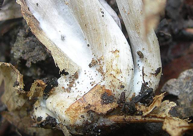 Clitocybe sp.